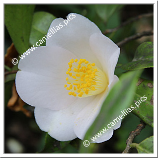 Camellia Japonica 'Wakamurasaki'