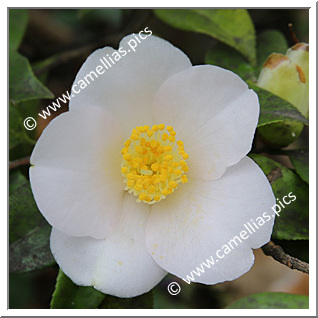 Camellia Japonica 'Wakamurasaki'