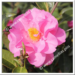 Camellia Hybrid C.x williamsii 'Waltz Time'