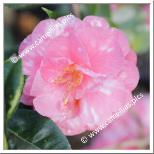 Camellia Hybride C.x williamsii 'Waltz Time Variegated'
