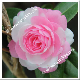 Camellia Hybrid C.x williamsii 'E.G. Waterhouse Variegated'
