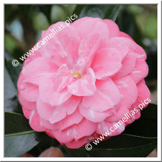 Camellia Japonica 'Elizabeth Weaver Variegated'