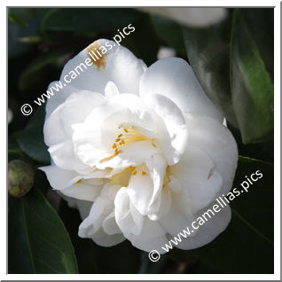 Camellia Japonica 'Welbankiana'