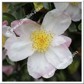 Camellia Sasanqua 'Weroona'