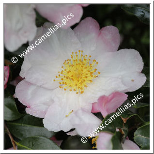 Camellia Sasanqua 'Weroona'