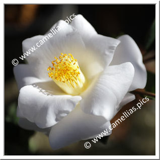 Camellia Japonica 'White Bouquet'