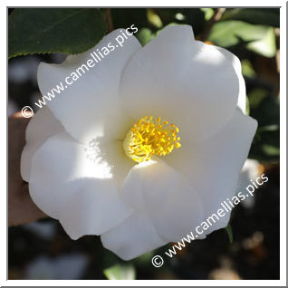 Camellia Japonica 'White Bouquet'