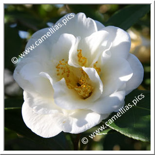 Camellia Japonica 'White Empress'