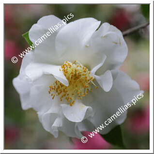 Camellia Japonica 'White Empress'