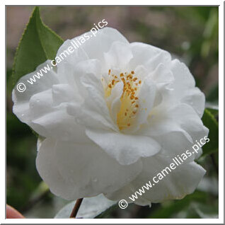 Camellia Japonica 'White Giant'
