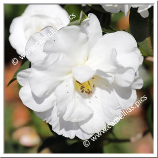 Camellia Hybrid C.reticulata  'White Retic'