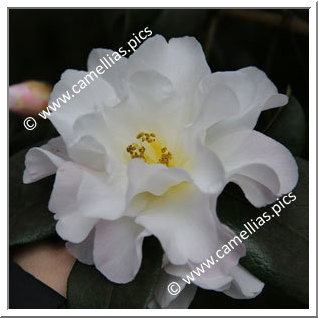 Camellia Hybride C.reticulata 'White Retic'