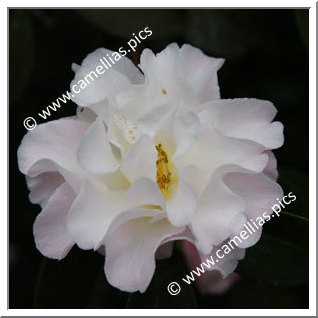 Camellia Hybrid C.reticulata  'White Retic'