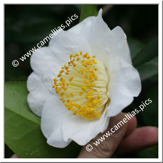 Camellia Japonica 'White Swan'