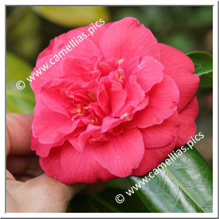 Camellia Japonica 'J.J. Whitfield'