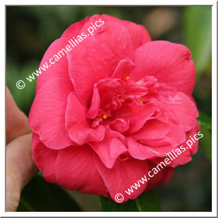 Camellia Japonica 'J.J. Whitfield'