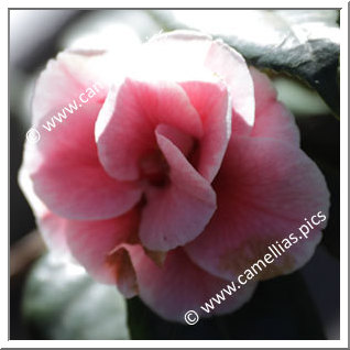 Camellia Japonica 'Wicke'