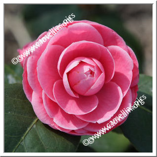 Camellia Japonica 'Wilamina'