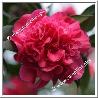 Camellia Hybrid C.x williamsii 'Wilber Foss'