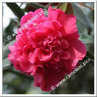 Camellia Hybrid C.x williamsii 'Wilber Foss'