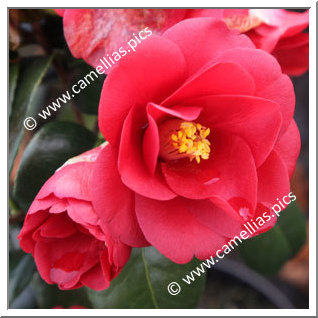 Camellia Japonica 'Wildfire'