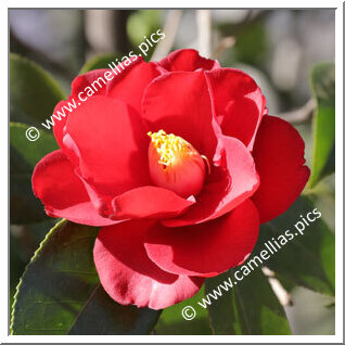 Camellia Japonica 'Wildfire'