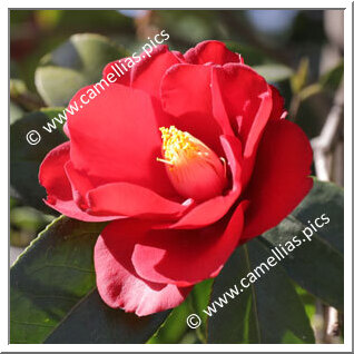 Camellia Japonica 'Wildfire'