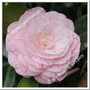 Camellia Japonica 'William Bartlett'