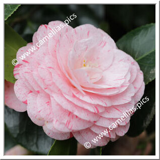 Camellia Japonica 'William Bartlett'