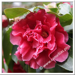 Camellia Reticulata 'William Hertrich'