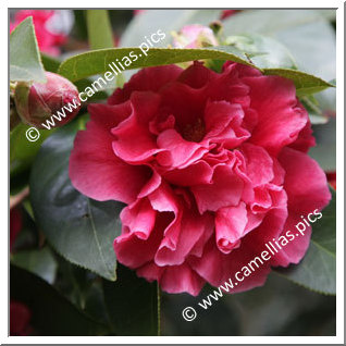 Camellia Reticulata 'William Hertrich'