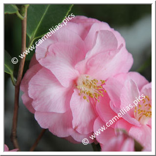 Camellia Japonica 'William Honey Rosea'