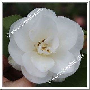 Camellia Japonica 'Mrs William Thompson'