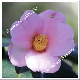 Camellia Japonica 'William's Lavender'
