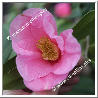 Camellia Hybride C.x williamsii 'Exbury '