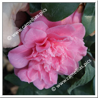 Camellia Japonica 'Wildwood'