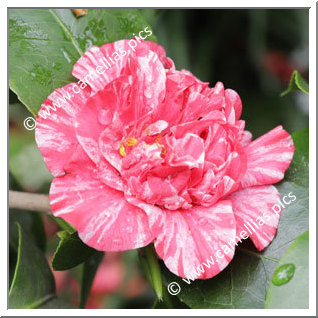 Camellia Japonica 'Wingster Harlekin'