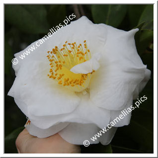 Camellia Japonica 'Wingster Olymp'