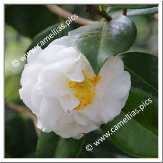 Camellia Japonica 'Wingster Schneewolke '