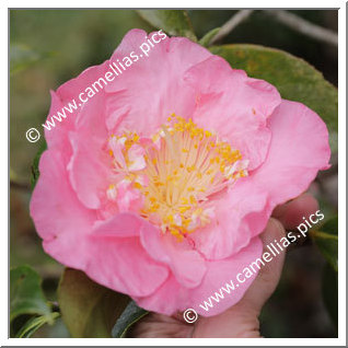 Camellia Reticulata 'Winner's Circle'