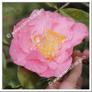 Camellia Reticulata 'Winner's Circle'