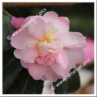 Camellia Hybrid 'Winter's Charm '