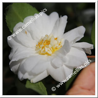 Camellia Hybrid 'Winter's Snowman '