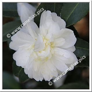 Camellia Hybrid 'Winter's Snowman '