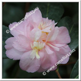 Camellia Hybrid 'Winter's Charm '