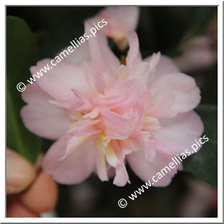 Camellia Hybrid 'Winter's Charm '