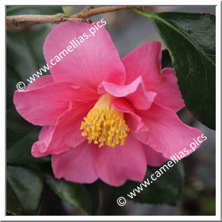 Camellia Hybrid 'Winter's Fire'