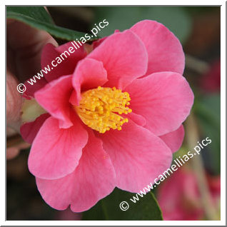 Camellia Hybrid 'Winter's Fire'