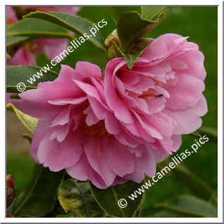 Camellia Hybrid 'Winter's Joy'