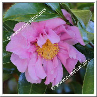 Camellia Hybrid 'Winter's Joy'